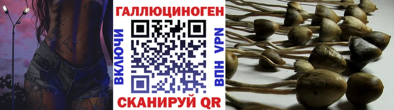 Галлюциногенные грибы Psilocybe Донской